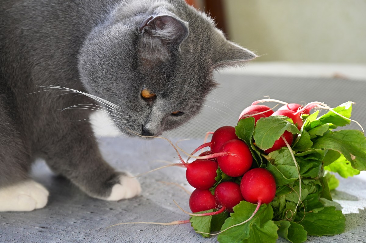 Katze schnüffelt Radieschen Bund