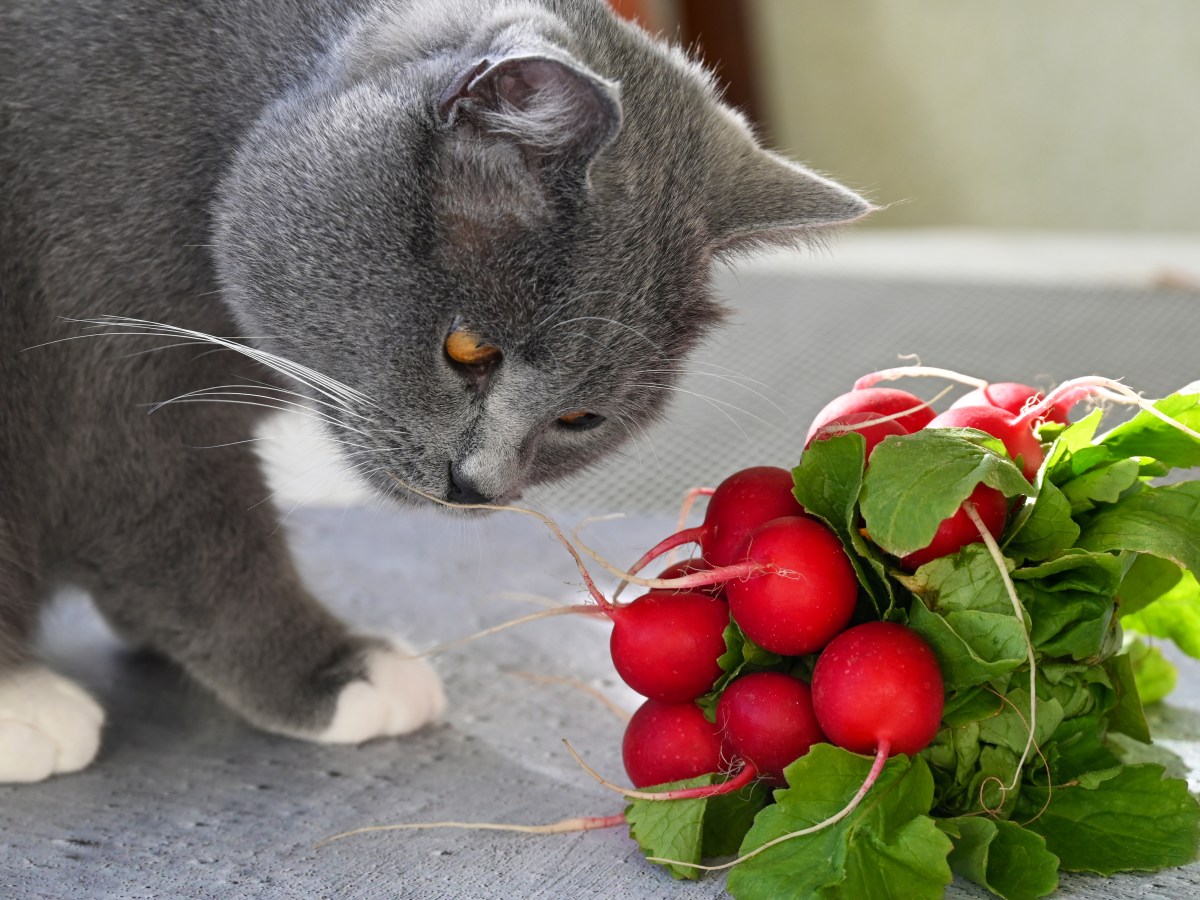 Dürfen Katzen Radieschen essen?