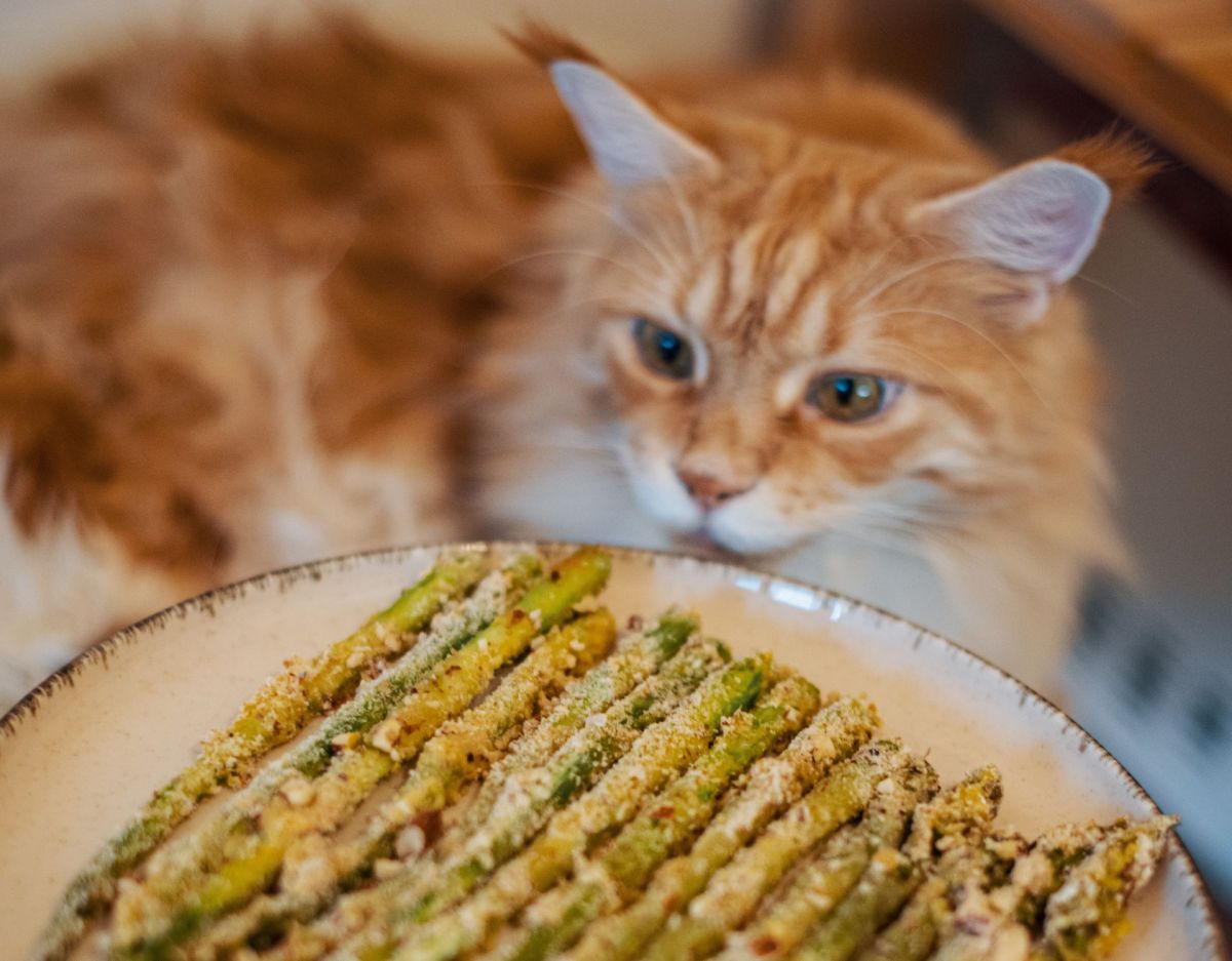 Dürfen Katzen Spargel essen