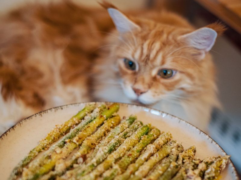 Dürfen Katzen Spargel essen