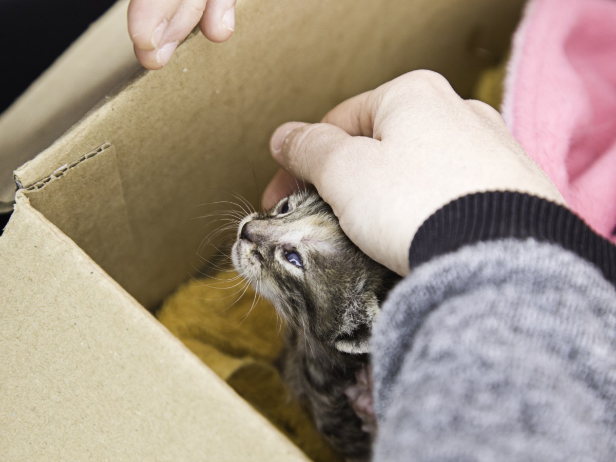 Tierrettung: Katze steckt 7 Tage in engem Spalt fest