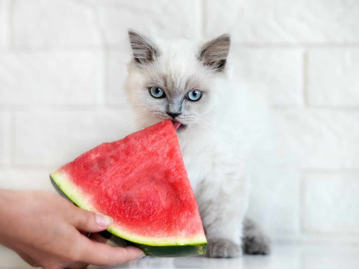 Katze mit Wassermelone füttern: Vor- und Nachteile im Überblick