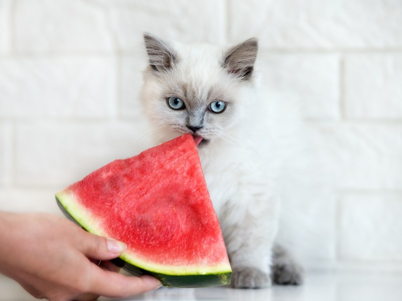 Katze beißt in eine Wassermelone