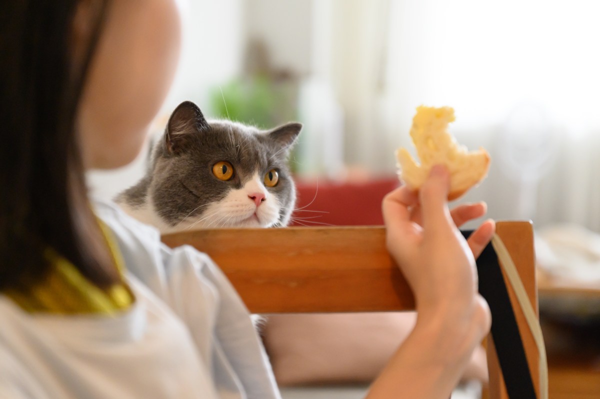 Katze bekommt Brot zu essen