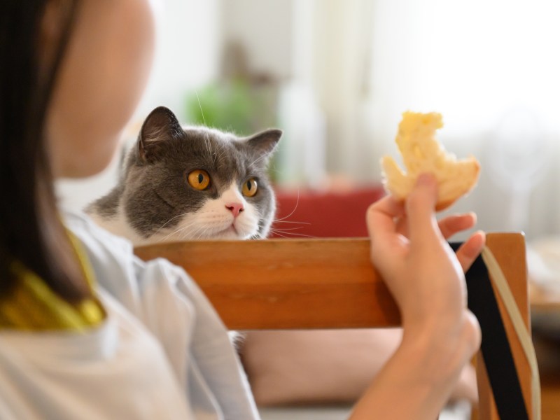 Katze bekommt Brot zu essen