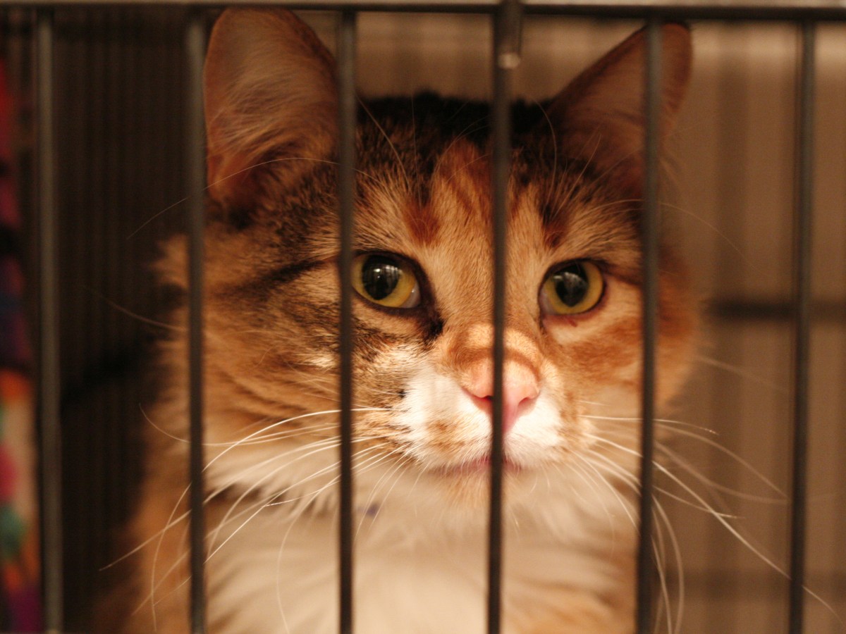 Knast-Katzen als neues Projekt für lebenslange Häftlinge