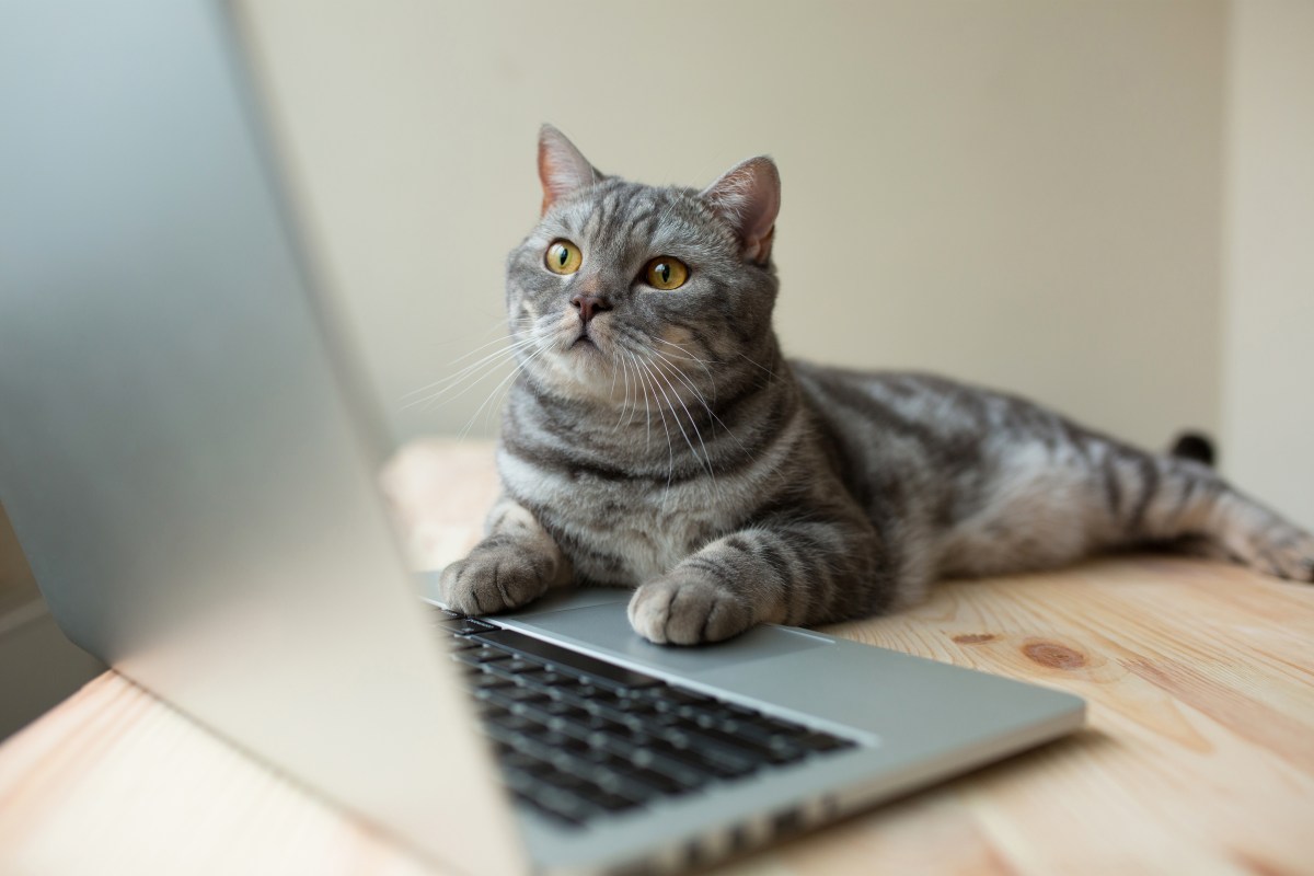 Katze am Laptop googlen