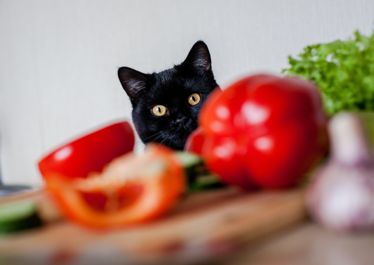 Dürfen Katzen Paprika essen