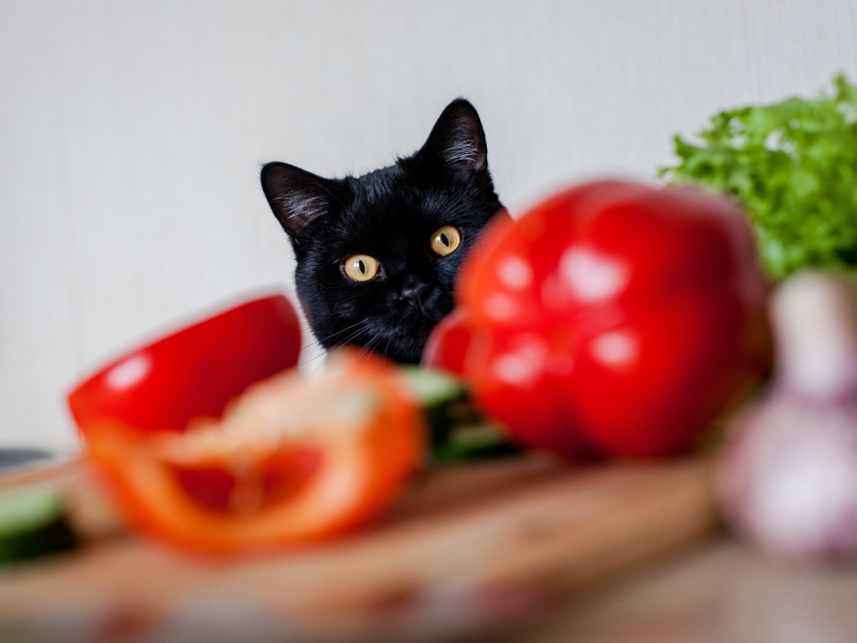 Grün, gelb oder rot: Diese Paprikasorte vergiftet deine Katze