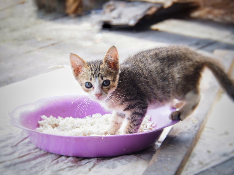 Dürfen Katzen Reis essen