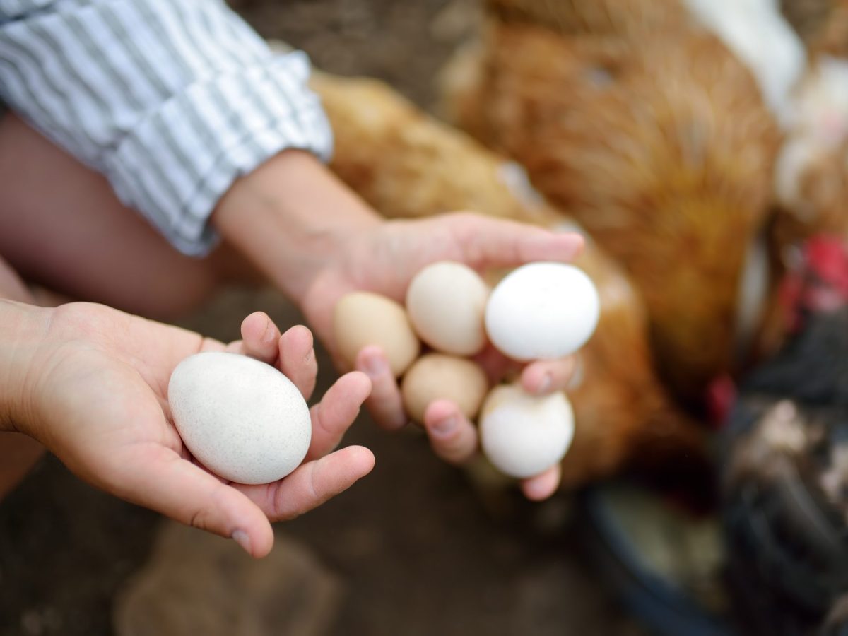Legen Hühner ohne Hahn Eier?