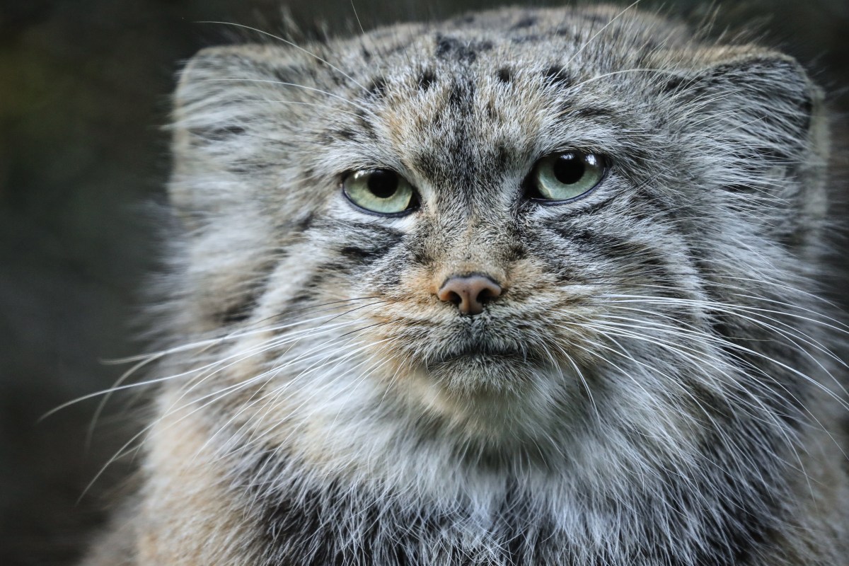 Pallas Katze im Portrait