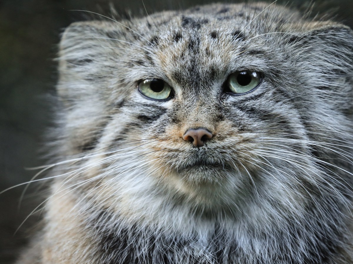 Tag der Pallas-Katze: Warum wir die Exoten so dringend schützen müssen