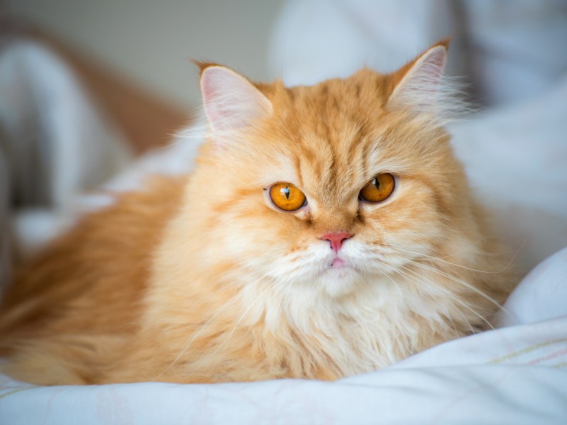 Perser Katzen im Portrait