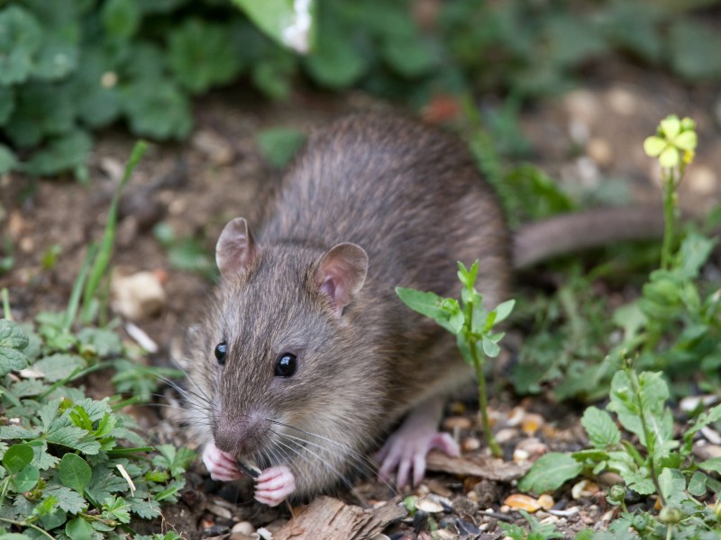 Ratten im Garten