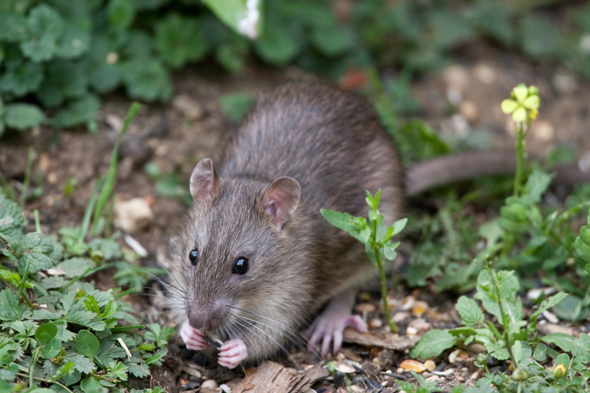 Ratten im Garten