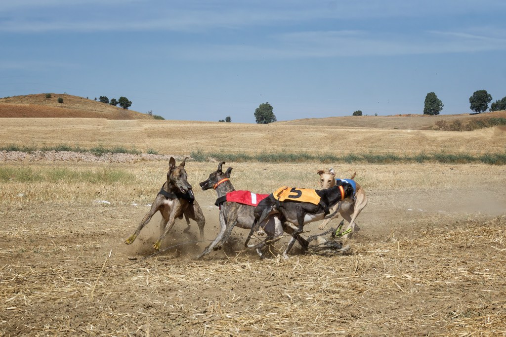 Spanische Windhunde