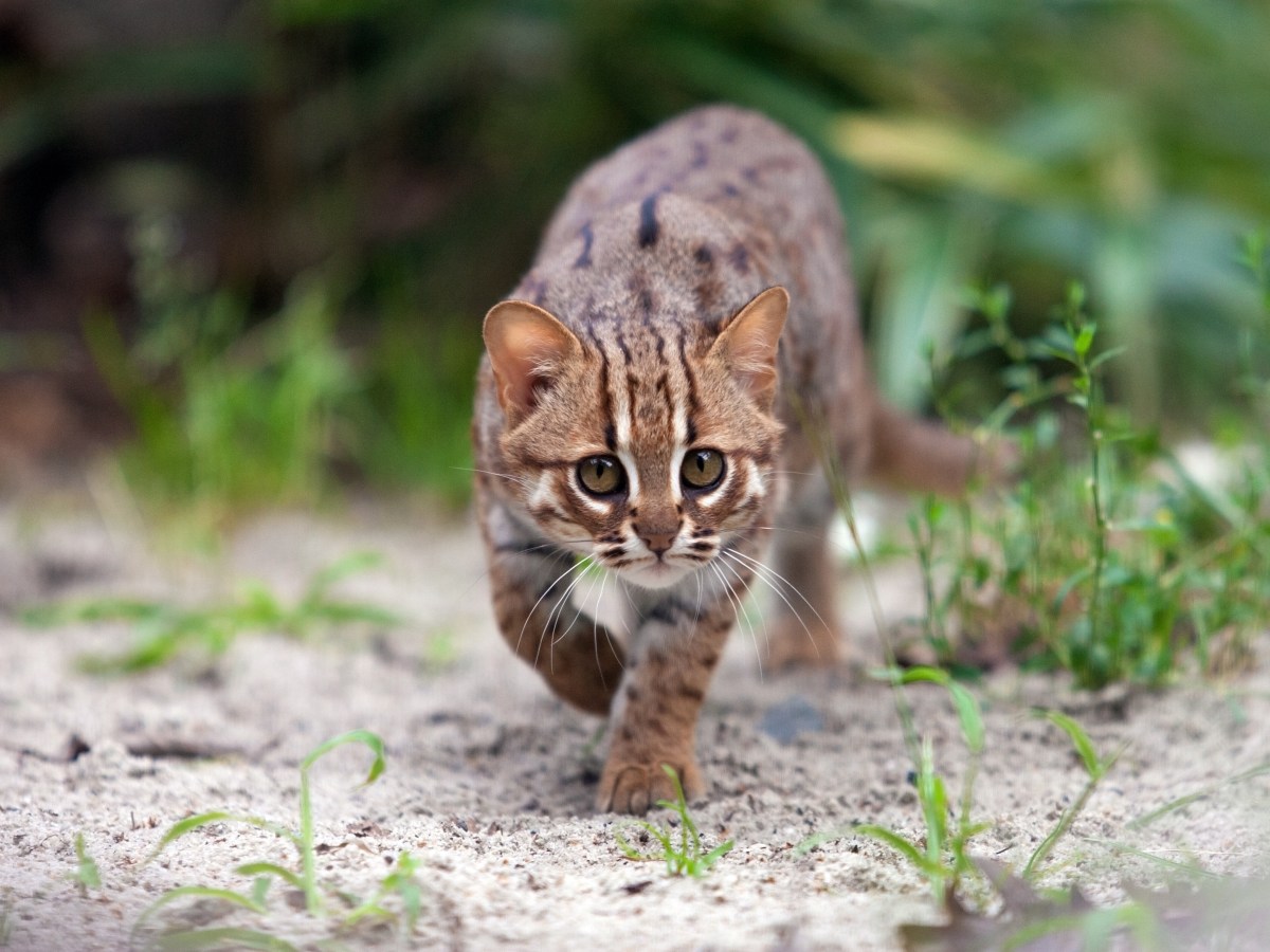 Rostkatze: Die kleinsten Raubkatzen der Welt sind vom Aussterben bedroht