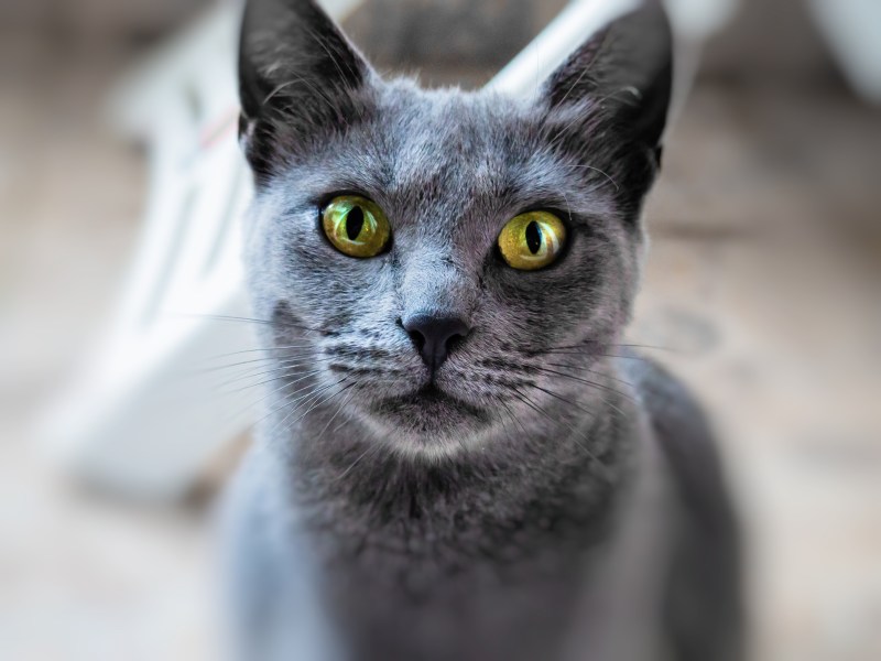 Russisch Blau Katze im Portrait