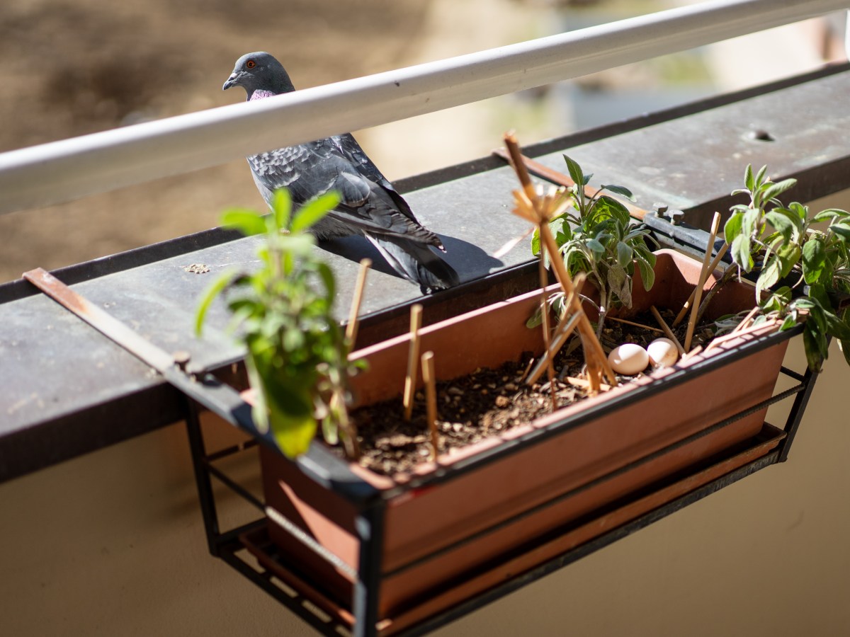 Taubenkot entfernen: So bekommst du deinen Balkon wieder sauber