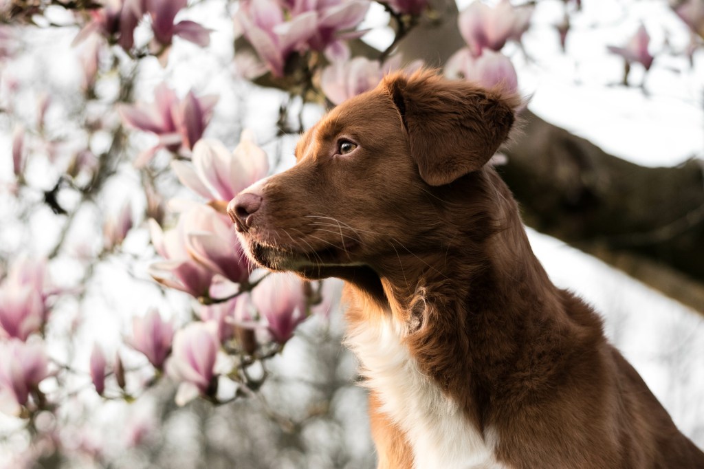 Hund im Frühling