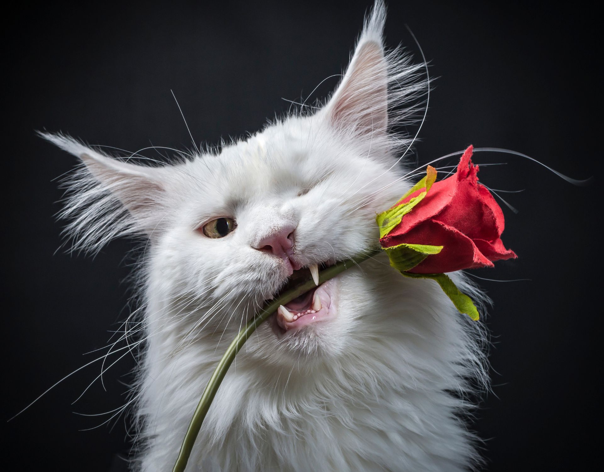 Excusez-miau-K-nnen-sich-Katzen-entschuldigen-