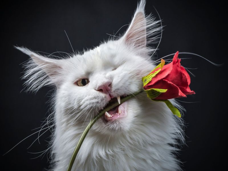 Wie entschuldigen sich Katzen Katze mit Rose im Maul
