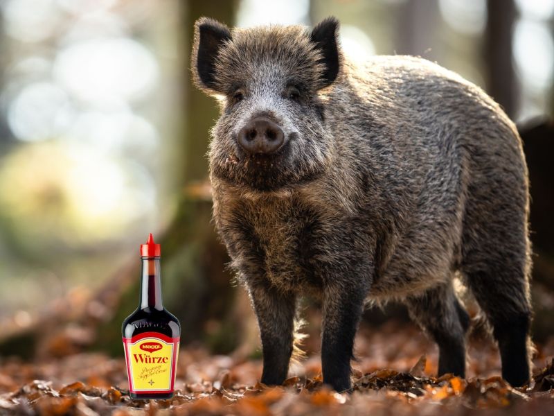 Wildschwein mit Maggi Flasche im Wald