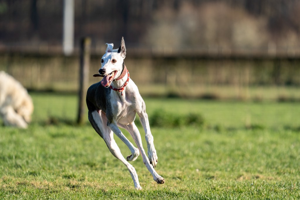 Spanischer Windhund