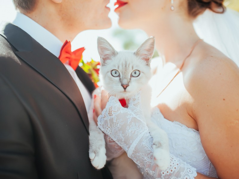 Hochzeit: Paar mit Katze