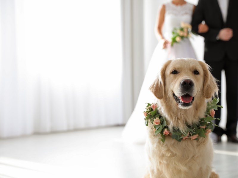 Hochzeitsurkunde von Hund gestempelt