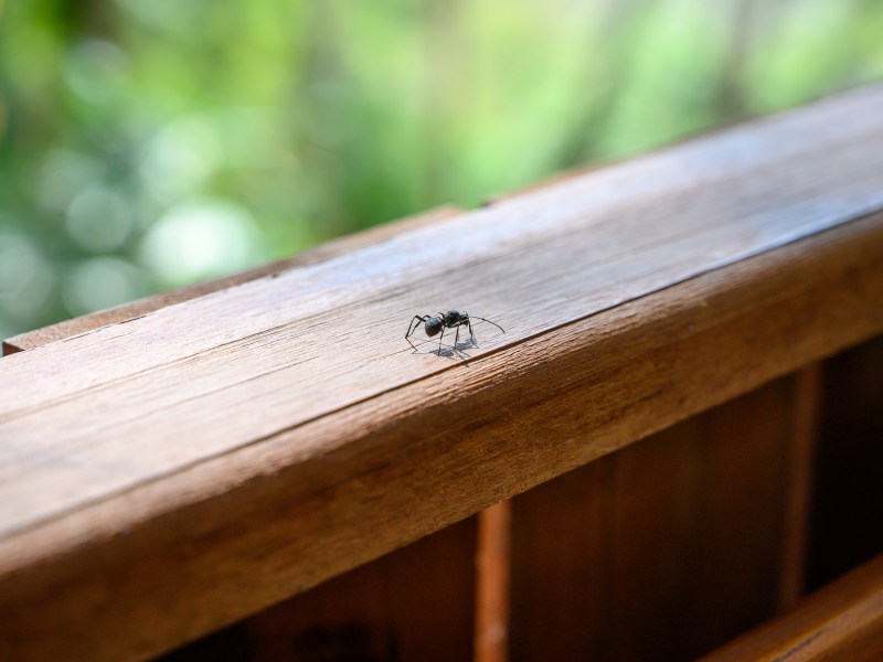 Ameise auf dem Balkon