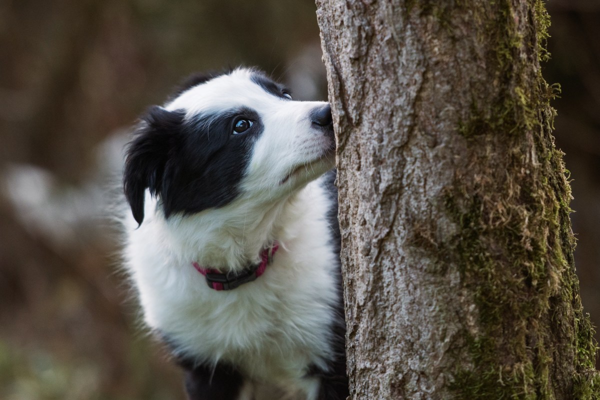Hund schnüffelt an Baum