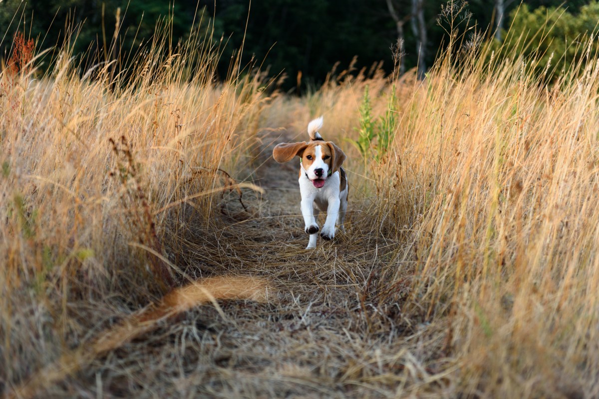 Beagle Jagd