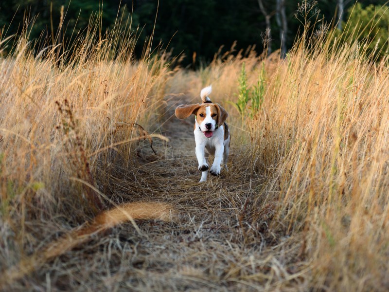 Beagle Jagd