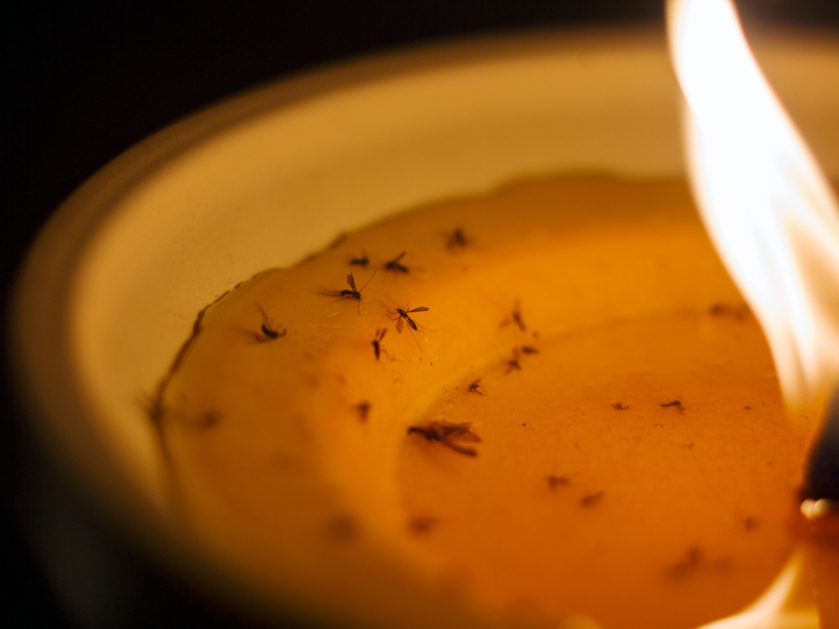 Citronellakerzen gegen Mücken: Darum funktionieren sie einfach nicht