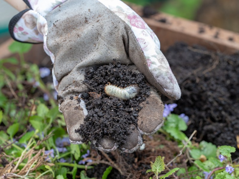 Engerlinge im Garten