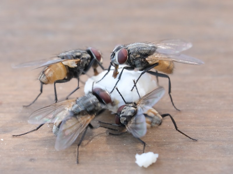 Fliegen auf dem Balkon