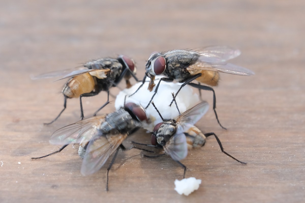 Fliegen auf dem Balkon: Mit diesem Lifehack hältst du sie für immer fern