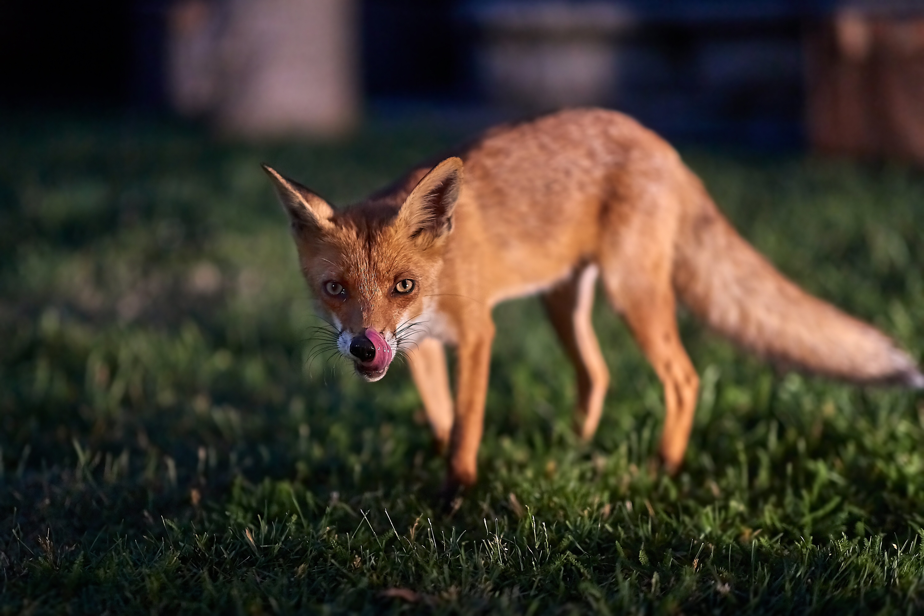 Fuchs im Garten PETAExperte gibt wertvolle Tipps wmn
