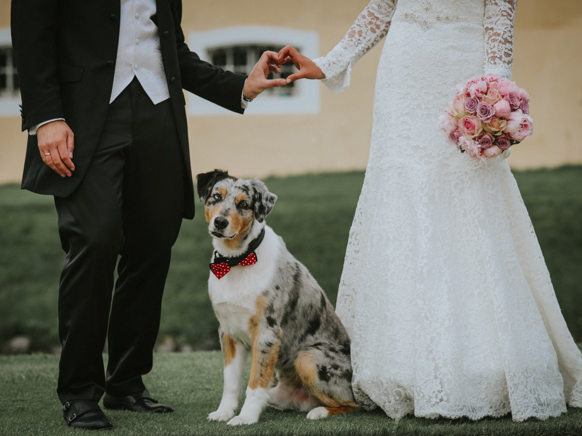 Hochzeit mit Hund: 4 Dinge, die du als Besitzer beachten solltest