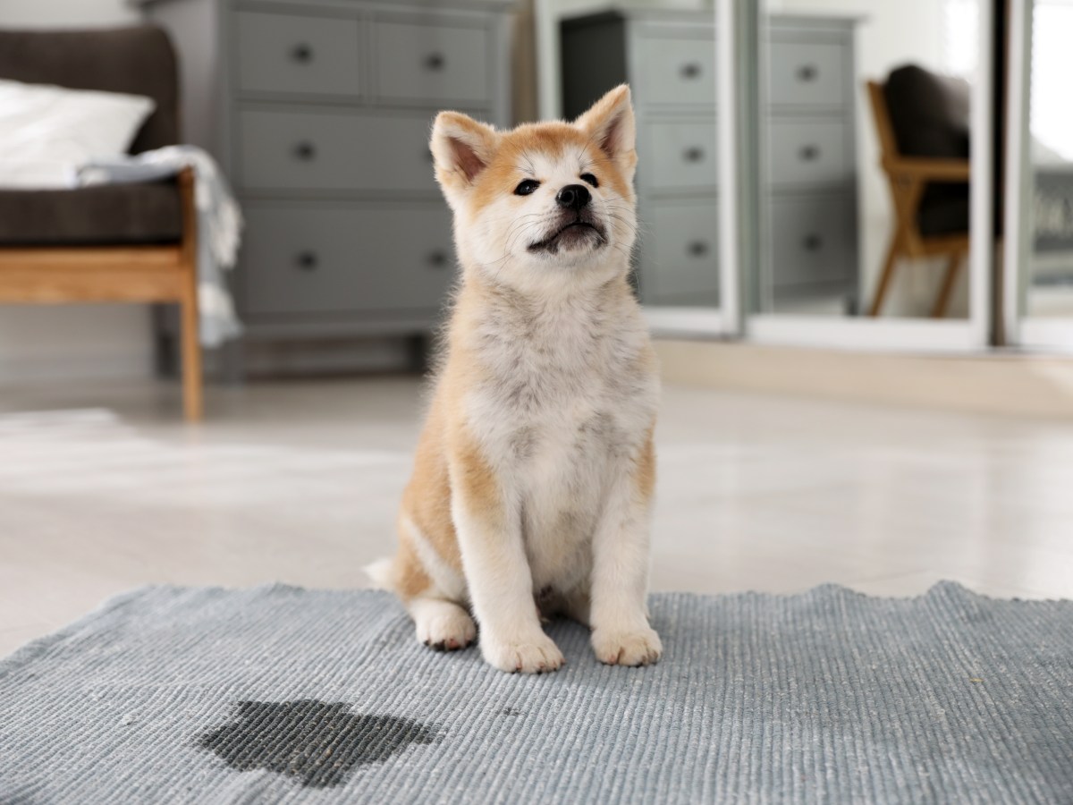 Macht dein Hund vor Freude Pipi? Darum steckt nicht immer Begeisterung dahinter