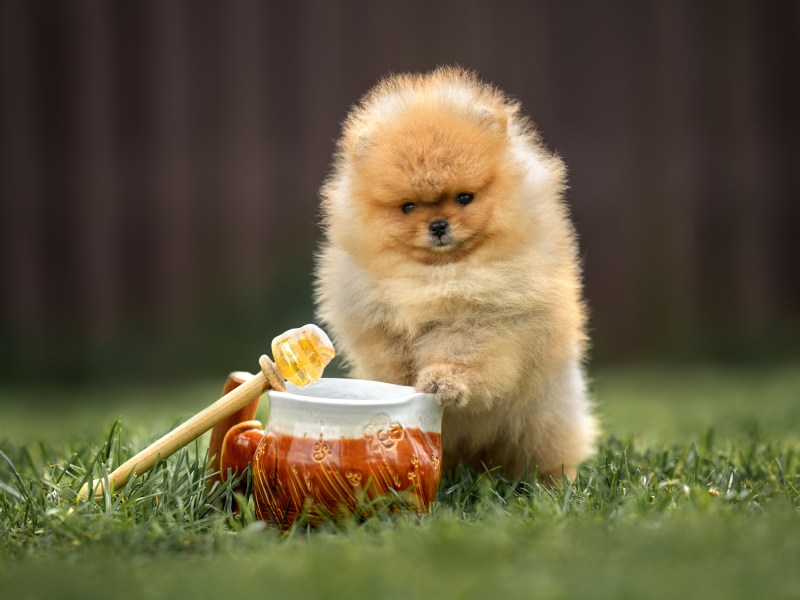 Hund mit Honigtopf