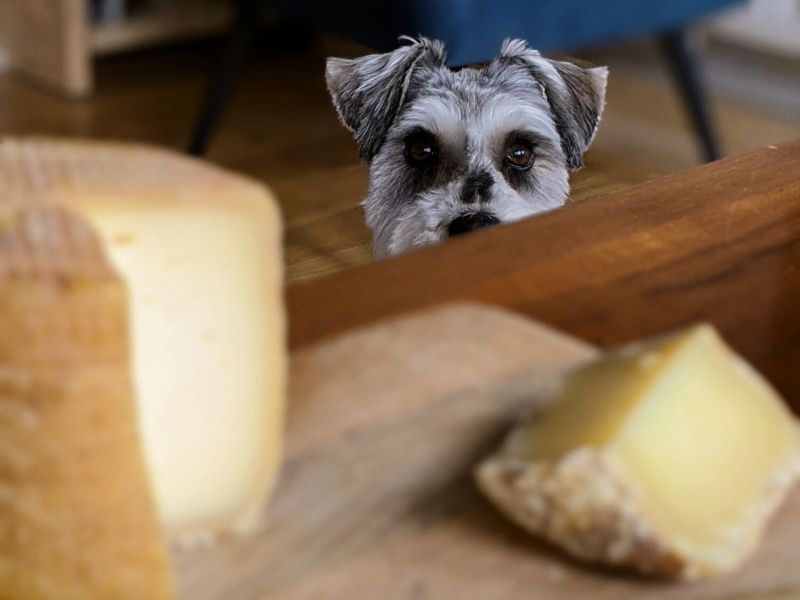 Dürfen Hunde Käse essen