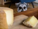 Dürfen Hunde Käse essen