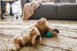 Hund wälzt sich