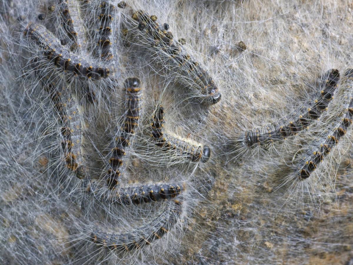 Gefährlich und überall: Wenn du diese Raupe siehst, solltest du Folgendes tun