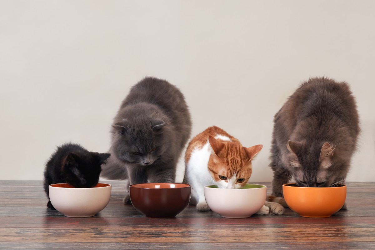 Katzen fressen Katzenfutter aus Napf