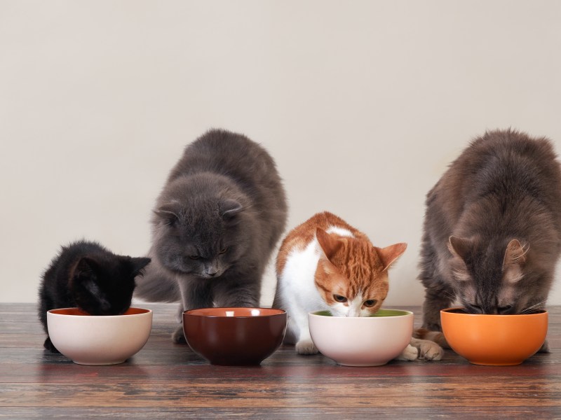 Katzen fressen Katzenfutter aus Napf