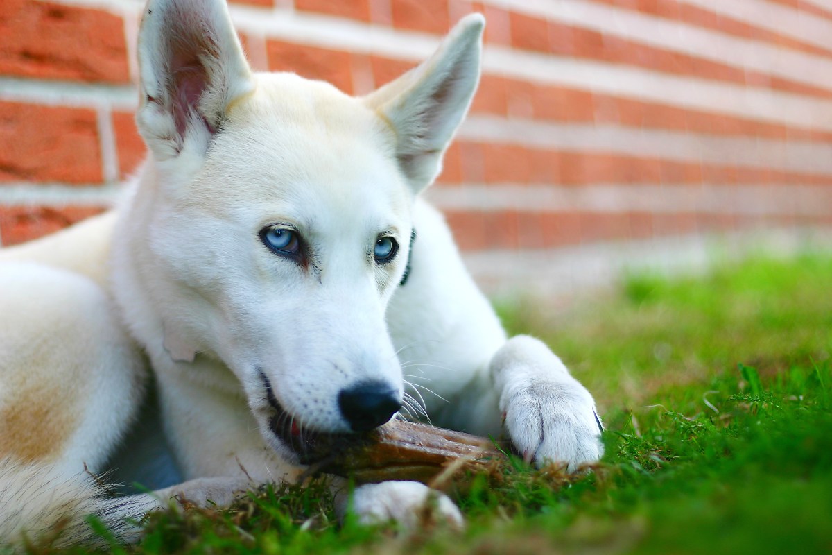 Hund mit Kauknochen